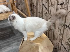 -楼上猫咖(罗湖店)