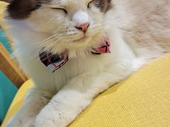 -猫在这儿猫咪咖啡馆·撸猫馆