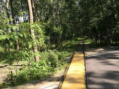 -合肥滨湖国家森林公园