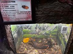 -上海大自然野生昆虫馆(东方明珠·爬宠昆虫探索中心)