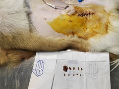 -瑞派旺宝宠物医院·犬猫全科综合·尿道专科(莲兴院)