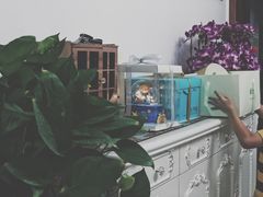 -LuluCake·路鹿蛋糕