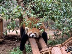 -昆明动物园
