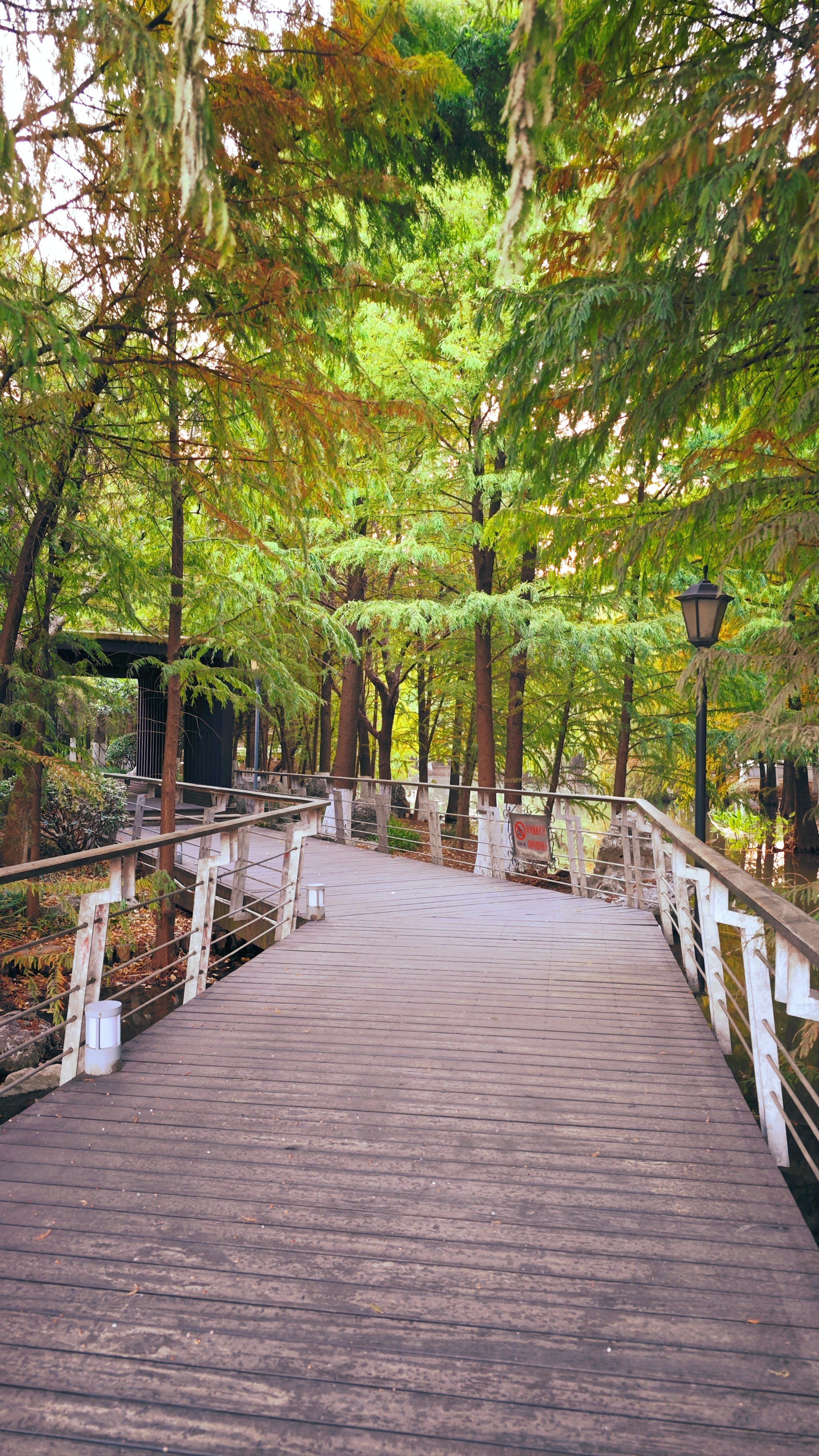 泰州牧城公园,它曾是东吴大帝孙权牧马之地,五彩落羽杉值得一看