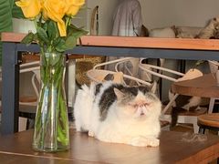 -Cappucimeow猫咪咖啡馆(韦伯时代店)