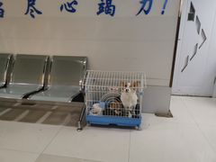 -pd派德宠物中心医院24H急重症·眼科中心·血液透析中心(嵩山北路店)