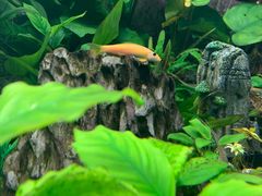 -芜湖新华联大白鲸海洋公园