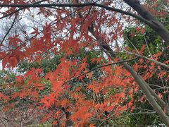 -南京老山国家森林公园