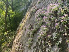 -洛阳白云山景区