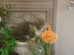 -共舞时光猫咖·狗咖(新街口店)