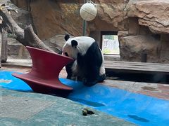 -成都动物园