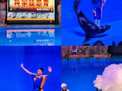 -芜湖新华联大白鲸海洋公园