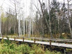 -五营红松林海景区