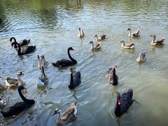 -溱湖国家湿地公园