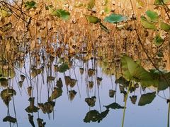 -长兴太湖图影湿地文化园