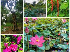 -中国科学院西双版纳热带植物园