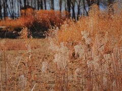 -野鸭湖国家湿地公园
