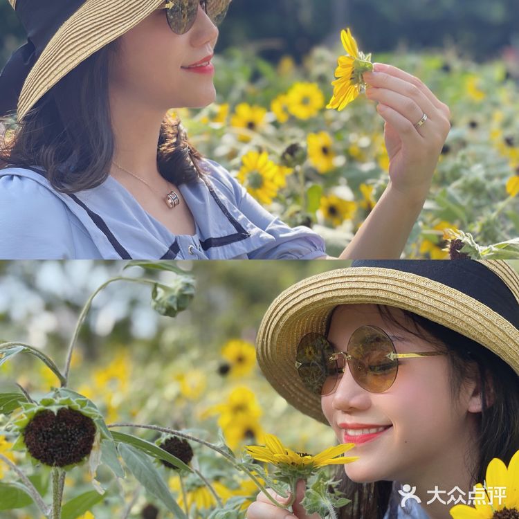 市中心的“向日葵”花田真的是🌻吗？