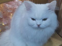 -MOCHA明星猫咖(田子坊店)