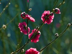 -桃花涧