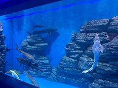 -石家庄极地海洋世界