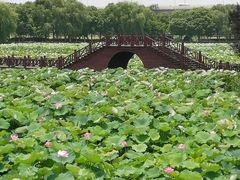-荷塘月色湿地公园·向阳花洲