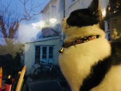 -海边的猫和咖啡馆