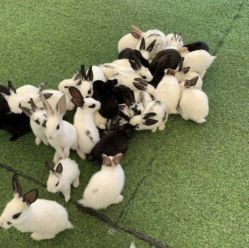 -萌宠亲子动物乐园(槐房万达店)