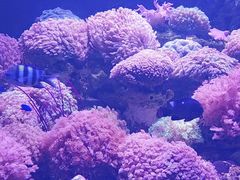 -芜湖新华联大白鲸海洋公园