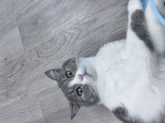 -柴迷FANS CLUB·柴犬狗咖·猫咖