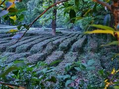-野蔓果·山野菜(西湖景区·龙井茶田店)