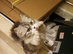 -猫大福·Fortune Cat猫舍(百子湾店)