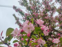 -洪湖家庭农场·团建·露营·会议
