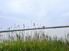 -盐城丹顶鹤湿地生态旅游区
