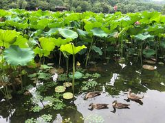 -杭州香格里拉饭店