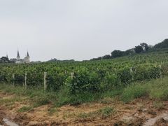 -北京张裕爱斐堡酒庄