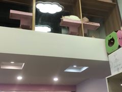 -70cat德文卷毛猫·缅因猫纯种猫舍