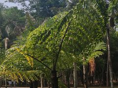 -中国科学院西双版纳热带植物园