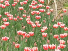 -玄武湖景区-情侣园游乐场