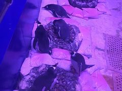-暹罗海洋世界