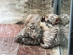 -西霞口神雕山野生动物世界