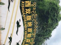 -西双版纳原始森林公园