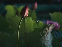 -陈家山荷花公园