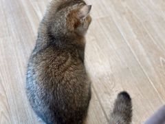 -有喵·猫咖·狗咖·30几只猫10只小狗(岗厦店)