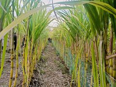 -汉长安城未央宫国家考古遗址公园