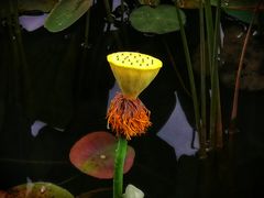 -映月湖公园