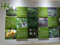 -昆明植物园