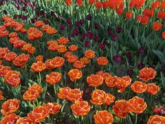 -洛阳郁金香牡丹园