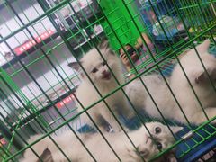 -中环花鸟鱼虫市场