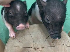 -藦茜花园宠物主题亲子互动体验馆(国顺东路店)